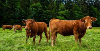 Group of cows standing on a green pasture, next to each other with at the background a green forest. Brown cows in a grassy field on a bright and sunny day in Alps Germany. clipart