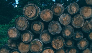 Orman çamı ve çam ağaçları. Ağaç gövdeleri yığılıyor, kereste sanayisi. Geniş pankart ya da panorama ahşap gövdeler.