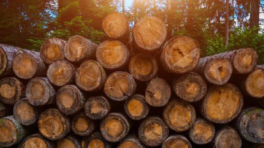 Orman çamı ve çam ağaçları. Ağaç gövdeleri yığılıyor, kereste sanayisi. Geniş pankart ya da panorama ahşap gövdeler.