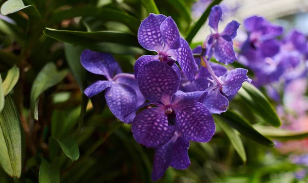 Flor Orquídea Jardim Dia Primavera Design Conceito Beleza Agricultura Jardim — Fotografia de Stock