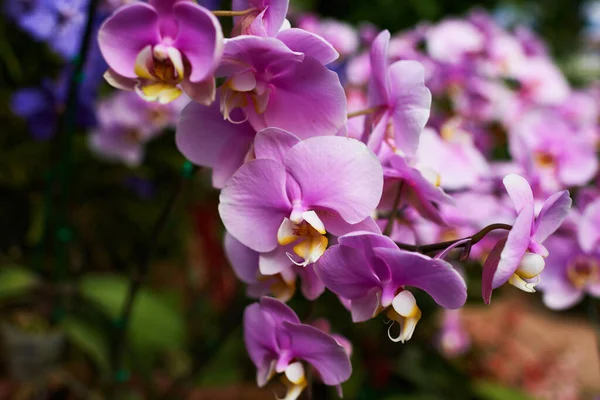 Orchidea Kwiat Ogrodzie Wiosennym Dniu Koncepcja Piękna Rolnictwa Ogród Orchidei — Zdjęcie stockowe