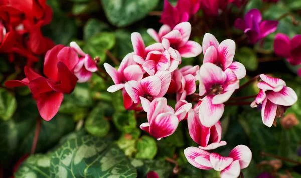 Gyönyörű Virágos Nyári Kert Természetes Virágok Kerti Háttérben Kerti Virágos — Stock Fotó