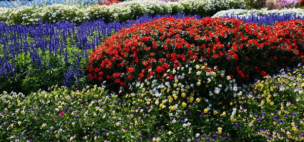 Schöne Blume Sommergarten Natürliche Blumen Garten Hintergrund Gartenblumenteil Blütenpracht Frühling — Stockfoto