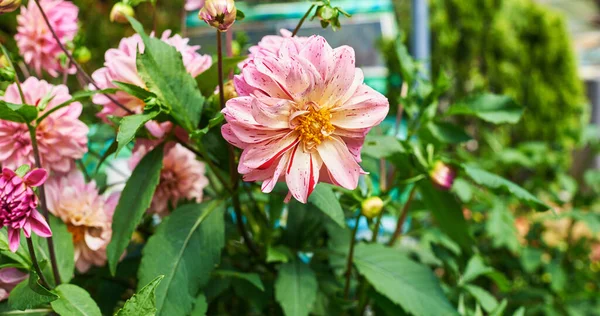 Blommor Dahlia Med Kronblad Rosa Färg Färgglada Natur Bakgrund Vacker — Stockfoto
