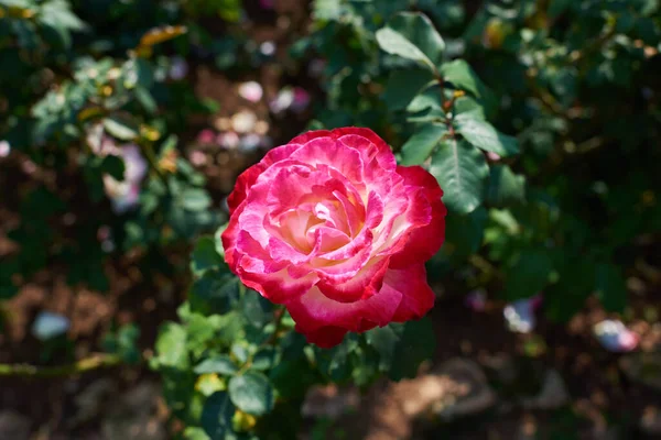 Rosa Rose Garten Hintergrund Natur — Stockfoto