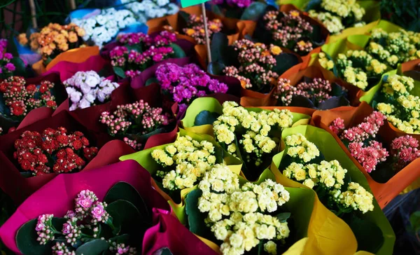 Belos Buquês Flores Mistas Uma Loja Flores Uma Mistura Brilhante — Fotografia de Stock