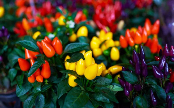 Panelas Com Plantas Ornamentais Pimenta Com Frutas Amarelas Laranja Roxas — Fotografia de Stock