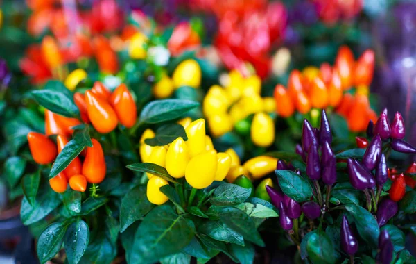 Panelas Com Plantas Ornamentais Pimenta Com Frutas Amarelas Laranja Roxas — Fotografia de Stock