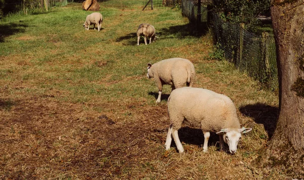 Schapen Een Weiland Groen Gras Het Beroemde Dorp Giethoorn Met — Stockfoto