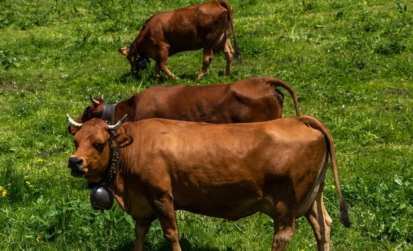 Vacas Montaña Pardas Pastando Pasto Alpino Los Alpes Berneses Verano — Foto de Stock