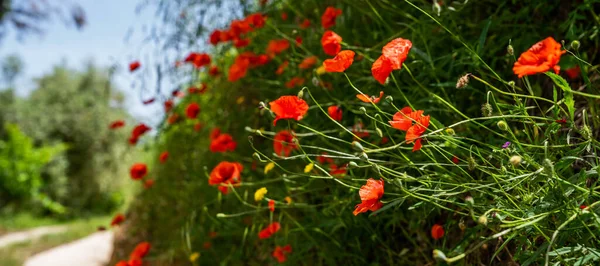 Selektivt Fokus Vallmoblommor Underbart Landskap Våren Blooming Röda Vallmo Solens — Stockfoto