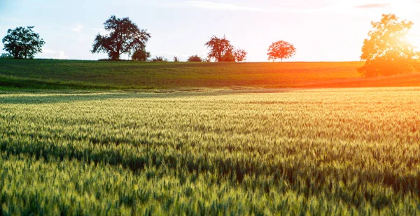 麦田美丽的自然景观日落 夕阳西下的乡村风景 麦田背景 丰收年的概念 法国东部的农场 — 图库照片