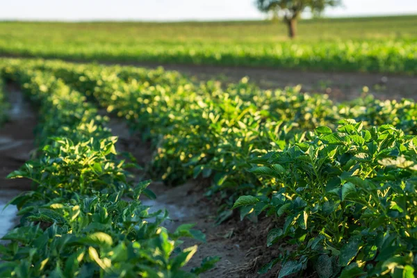 Paisaje Agrícola Con Plantaciones Papa Filas Verduras Paisaje Con Tierras — Foto de Stock