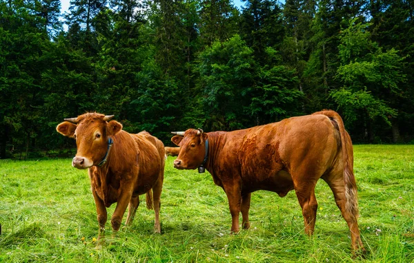 Grupo Vacas Pie Sobre Pasto Verde Una Lado Otra Con — Foto de Stock