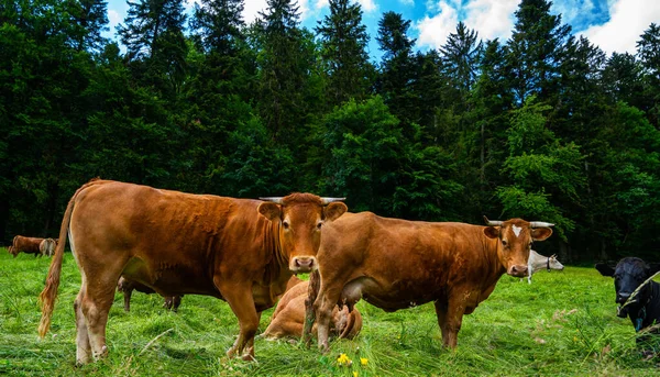 Cows Rural Field Enjoying Themselves Grazing Cows Pasture Herd Cows — Stock Photo, Image