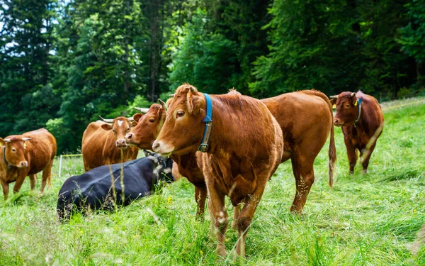 Grupo Vacas Pie Sobre Pasto Verde Una Lado Otra Con — Foto de Stock