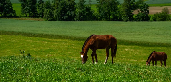 美丽的群山中风景如画 夏天的乡村景色 五彩缤纷的夏季农村土地观 马吃草 瑞士巴塞尔附近美丽的户外风景 — 图库照片
