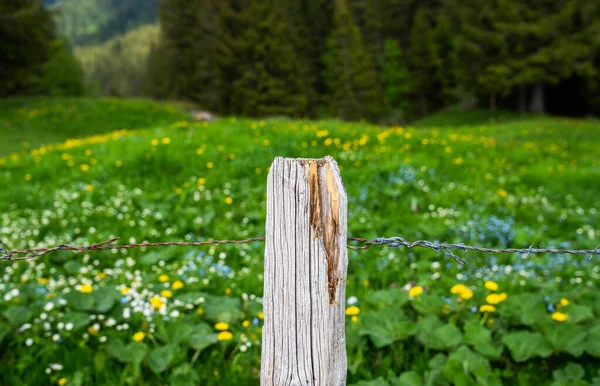 Caminhadas Nos Alpes Suíços Rota Alpina Alta Alpes Suíços Cantão — Fotografia de Stock