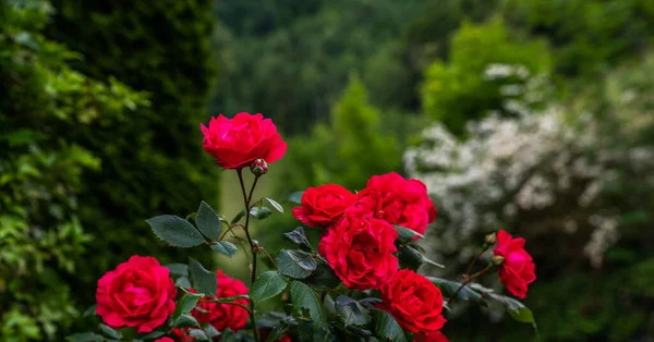 Rode Rozen Tuin Natuur Achtergrond — Stockfoto