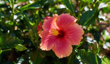 Güzel çiçek açan ağaç. Baharda açtığı manolya dalıyla. Manolya çiçeği. Yeşil yapraklı bir ağaçtaki güzel manolya çiçeği.