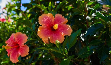 Güzel çiçek açan ağaç. Baharda açtığı manolya dalıyla. Manolya çiçeği. Yeşil yapraklı bir ağaçtaki güzel manolya çiçeği.