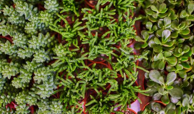 Çeşitli renklerde sulu bitkilerin toplanması. Tencerede sulu bir bahçe. Üst görünüm.