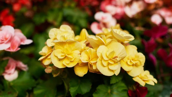 Blommande Begonier Trädgården Ljusgula Blommor Vaxbegonia Närbild Dekorativa Anläggningar — Stockfoto