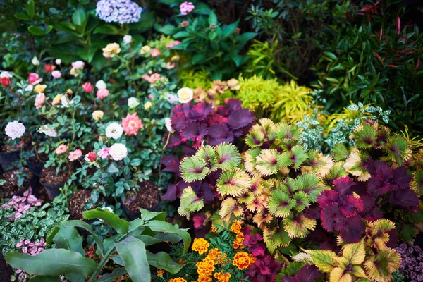 Krásná Květinová Letní Zahrada Přírodní Květiny Zahradním Pozadí Zahradní Květinová — Stock fotografie