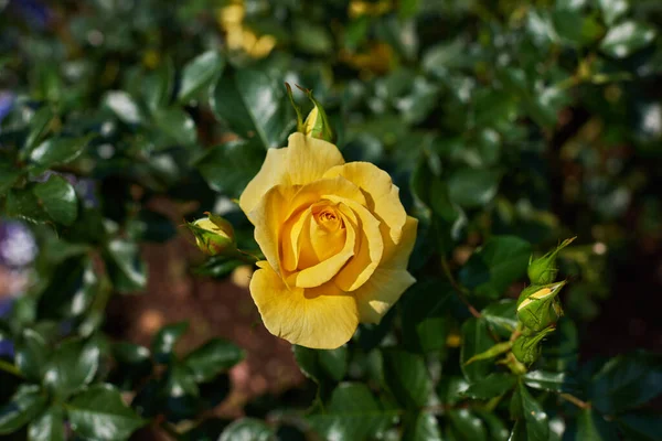 Rosa Amarilla Jardín Fondo Naturaleza — Foto de Stock