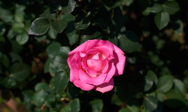 Rosa Rose Garten Hintergrund Natur — Stockfoto