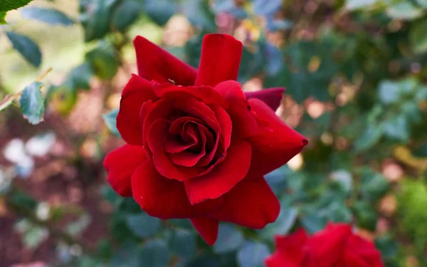 Rote Rose Garten Hintergrund Natur — Stockfoto