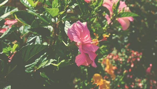 Güzel Çiçek Açan Ağaç Baharda Açtığı Manolya Dalıyla Manolya Çiçeği — Stok fotoğraf