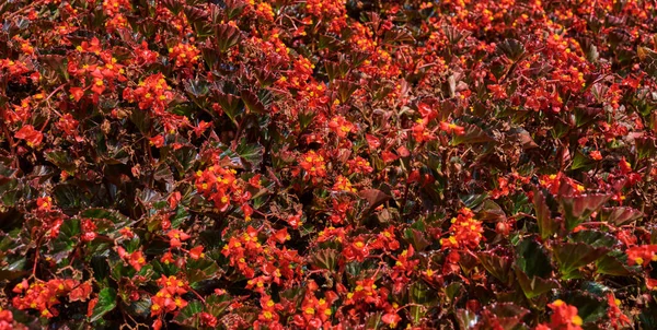 Bloeiende Begonia Tuin Heldere Roze Bloemen Begonia Sluiten Van Sierplanten — Stockfoto