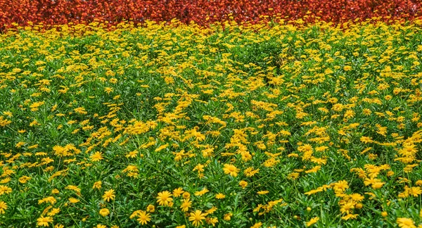 Prachtige Zomertuin Natuurlijke Bloemen Tuin Achtergrond Tuinbloem Gedeelte Voorjaar Bloeiende — Stockfoto