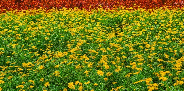 Prachtige Zomertuin Natuurlijke Bloemen Tuin Achtergrond Tuinbloem Gedeelte Voorjaar Bloeiende — Stockfoto