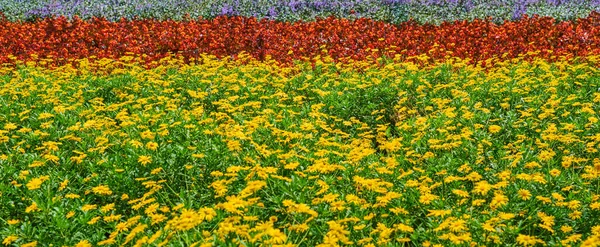 美丽的夏季花园 花园背景中的自然花朵 花园花的一部分 春花盛开 — 图库照片