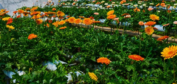 Gerbera Bloeit Een Kas Productie Teelt Bloemen Gerbera Plantage — Stockfoto