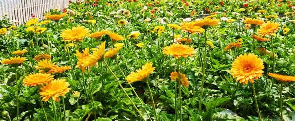 Gerbera Bloeit Een Kas Productie Teelt Bloemen Gerbera Plantage — Stockfoto