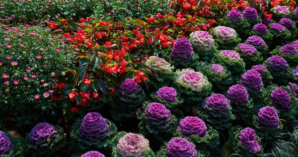 饰有白色 粉色和绿色叶子的甘蓝 园中花卉装饰用紫色粉红卷心菜 — 图库照片