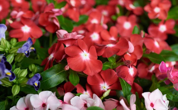 Барвисті Квіти Фоні Природи Листя Літо Квітучі Красиві Садові Квіти — стокове фото