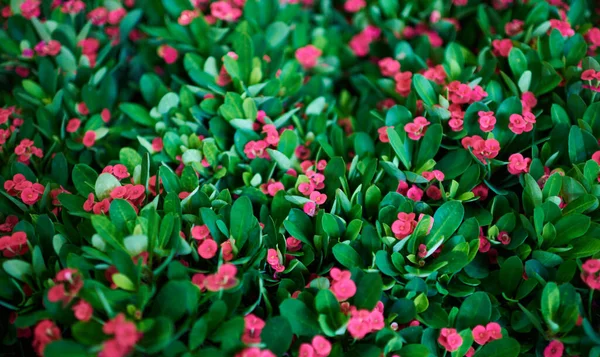 Bunte Blumen Auf Laub Natur Hintergrund Sommer Blühende Schöne Gartenblumen — Stockfoto