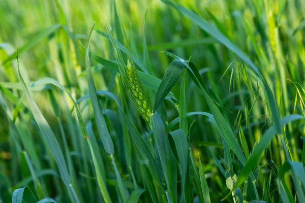 Campo Trigo Verde Día Soleado Las Espigas Trigo Acercan Hermoso —  Fotos de Stock