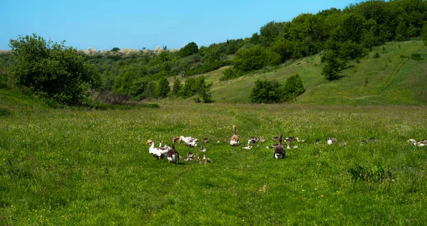 Verano Verde Granja Rural Paisaje Gansos Hierba Pájaro Doméstico Manada —  Fotos de Stock