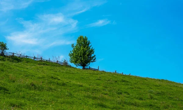 Árvore Solitária Encosta Uma Colina Verde — Fotografia de Stock