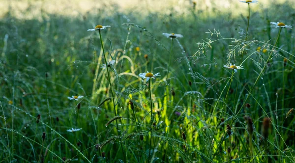 Abstract Lente Achtergrond Zomer Achtergrond Met Vers Gras Stralende Dauw — Stockfoto