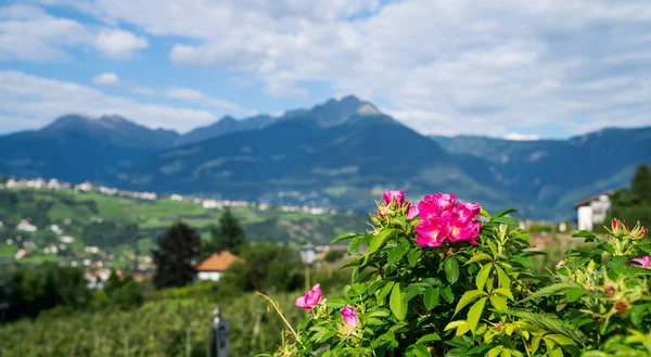 Hermoso Paisaje Alpino Los Alpes Con Prados Verdes Frescos Flores —  Fotos de Stock