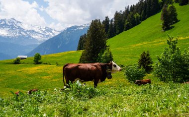Kahverengi dağ inekleri yazın Bernese Alpleri 'nde bir çayırda otluyor. Grindelwald, İsviçre. Arka planda yeşil bir çayır ve bazı yüksek dağlar var..