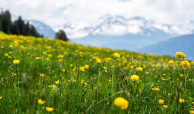 Çiçekli çayır ve dağlı bahar manzarası. Bahar mevsiminde güneşli bir günde yemyeşil çayırlar açan Alpler 'in panoramik manzarası..