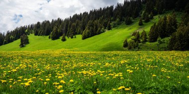 Spring little flowers, nature. Meadow flowers in the Alps with fresh green meadows in bloom on a beautiful sunny day in springtime. clipart