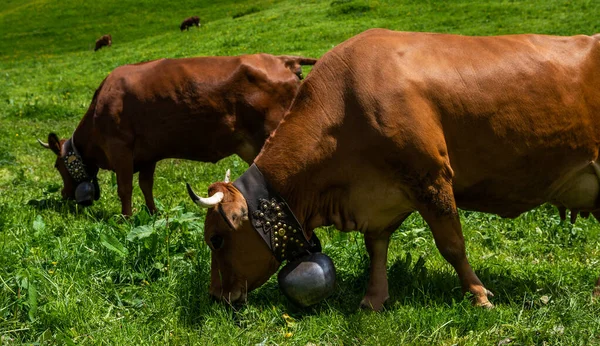 Vacas Montaña Pardas Pastando Pasto Alpino Los Alpes Berneses Verano — Foto de Stock